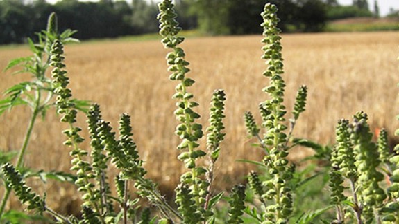 Peľová sezóna ostáva stabilizovaná - v Bratislave najviac dominuje peľ ambrózie