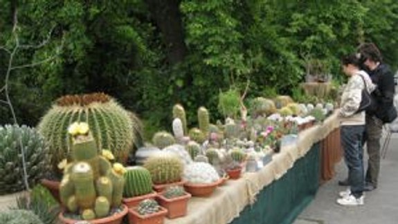 Kaktusy ukážu v Botanickej záhrade