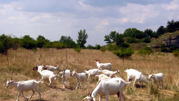 Po polstoročí sa na Devínskej Kobyle opäť pasú kozy