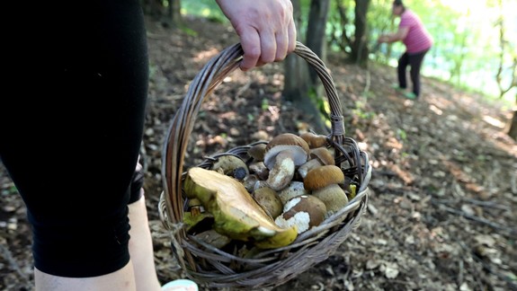 Vedeli ste? Otrava vám hrozí aj z jedlých húb, prejavovať sa môže rôzne