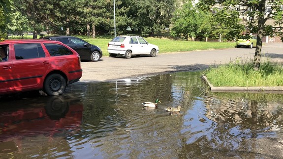 FOTO a VIDEO: Na území Bratislavy vznikli po dažďoch nové vodné plochy – radosť z nich majú najmä kačky