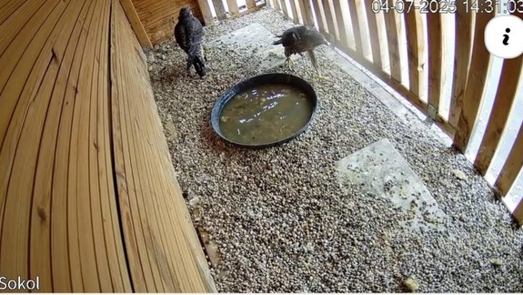 V P. Biskupiciach pribudli ďalšie sokoly, ich úlohou je zabíjať holuby