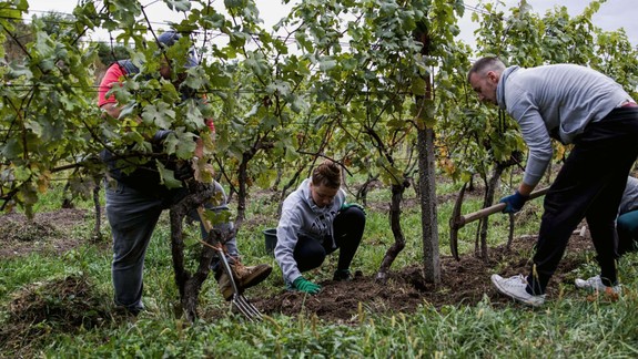BDC organizuje tretí ročník dobrovoľníckeho projektu Zelené dni