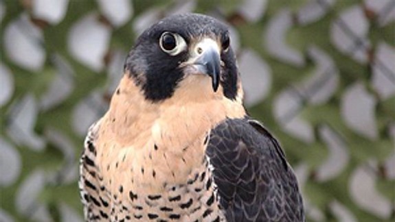 Na výškových budovách v Bratislave oddychujú sokoly sťahovavé