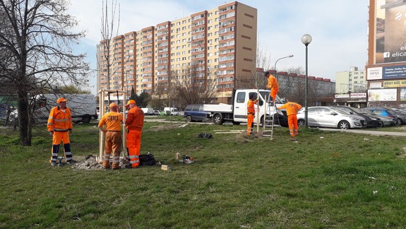 Zaslúžte sa o zelenšiu Bratislavu aj vy. Príďte zasadiť strom