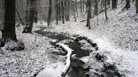 Dobrá správa: Ťažba dreva vo Vydrici a na Devínskej Kobyle bola pozastavená