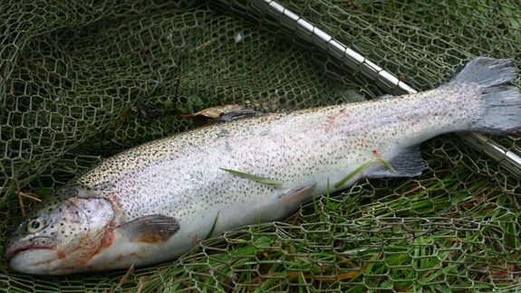 Petržalka pozmenila pravidlá pri vybavovaní rybárskeho preukazu