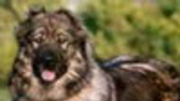 Napadnutie psom nikoho nezaujímalo