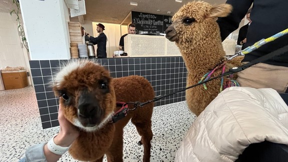 BEDEKER GURMÁNA  Raňajky s alpakami sú zážitok, ale pozor, je tu malá zrada