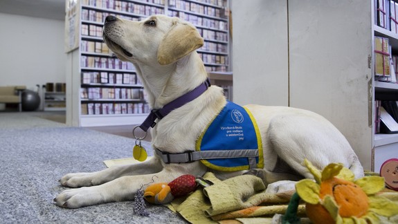 ROZHOVOR J. Virágová: Je dôležité vedieť, ako pes komunikuje a čo komunikuje