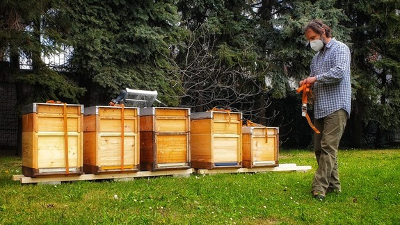 Aj Dúbravka už má svoje včely. Viete, koľko kilometrov nalietajú pre jeden pohár medu?