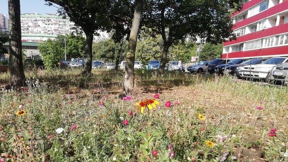 Denné koncentrácie peľu naďalej ovplyvňujú nočné mrazy