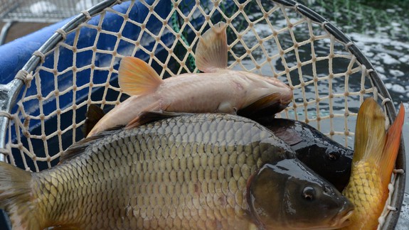Žiadnu paniku: So zapichnutou kosťou v hrdle si môžete poradiť i sami