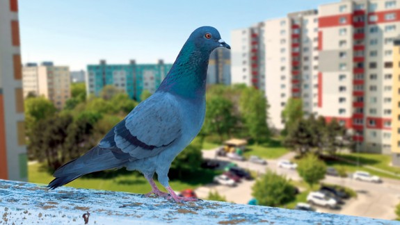 Na sídliskové balkóny prenikajú holuby. Čo s nimi?
