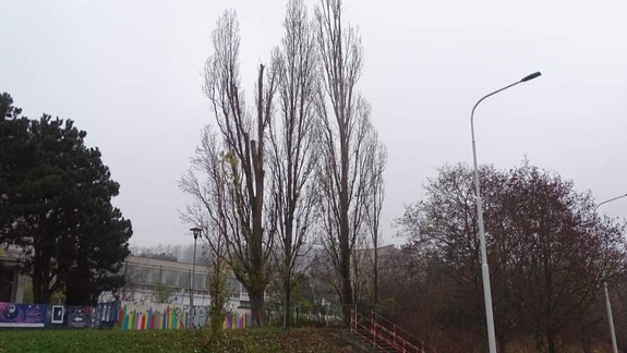 Boli hrozbou pre deti: V Karlovej Vsi vypílili topole
