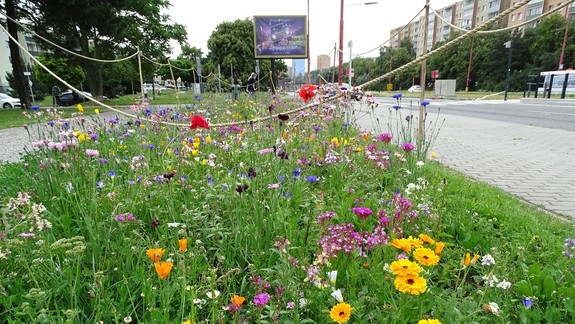 FOTO: V Karlovej Vsi v lete zakvitnutú ďalšie motýlie lúky