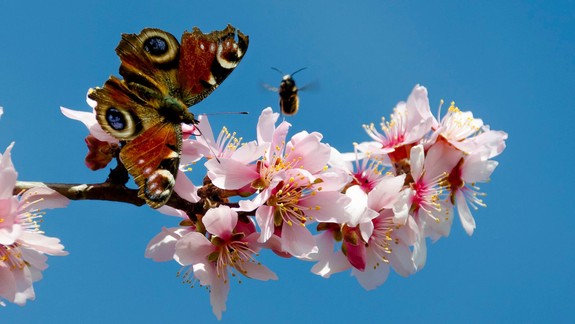 Zlá správa pre alergikov - naplno prepukla peľová sezóna