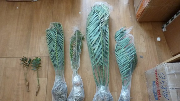 Colníci zadržali vzácne cykasy, skončili v Botanickej záhrade