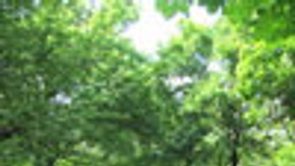 V parku je toľko zelene ako voľakedy