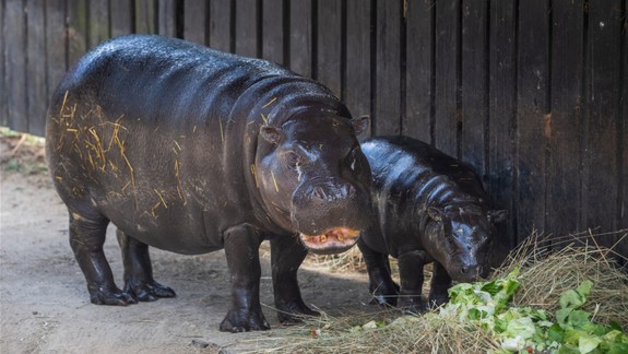 Mláďatko hrošíka libérijského , ktoré sa narodili v ZOO Bratislava, už má nový domov