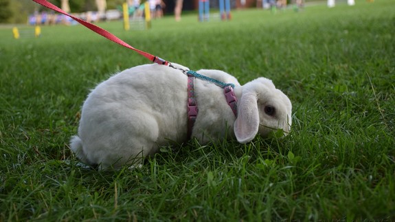 Oko za oko, zub za zub! Bratislavčan za smrť svojho králika žiadal smrť veterinára