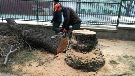 FOTO: Zaskočený obyvateľ Budyšínskej: Naozaj rúbu iba choré stromy?
