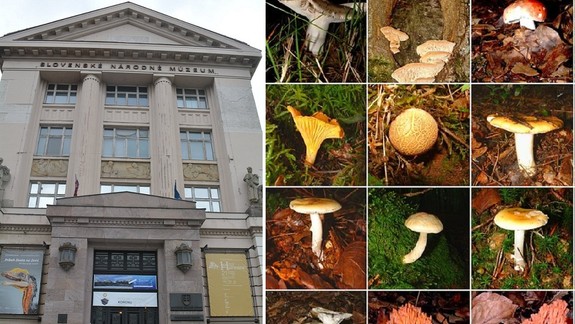 V Prírodovednom múzeu sa koná výstava húb a čili papričiek - v nedeľu je na ňu vstup voľný...