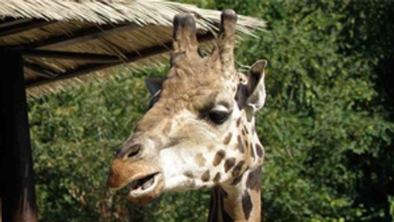 Úhyn samca žirafy Rothschildovej v bratislavskej ZOO