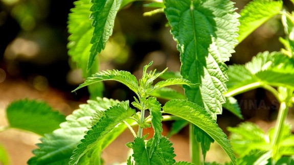 V ovzduší na celom území Slovenska dominoval peľ pŕhľavy