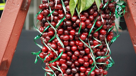 Pozor, Čerešňový juniáles v Dúbravke sa pre vietor presúva na zajtra