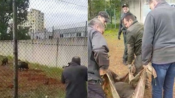 Dúbravčanov na sídlisku vystrašili diviaky! 