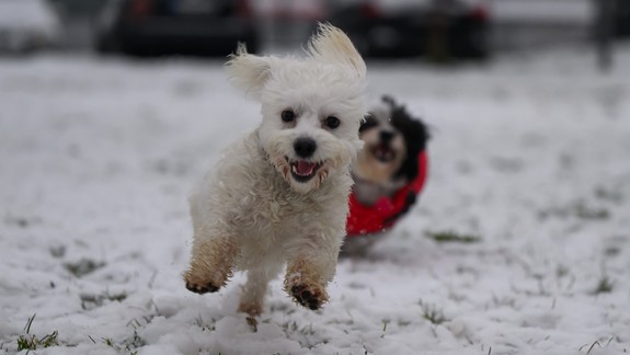 Daň za psa v Petržalke prešla od nového roka zmenami, kedy máte nárok na zľavu?