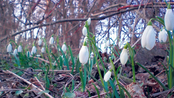 Rastú snežienky, do Bratislavy konečne zavítala jar!