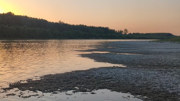 Objavili aj vzácne druhy: V starom koryte Dunaja sa uskutočnil ichtyologický prieskum