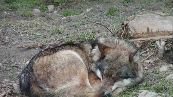 V ZOO operovali postreleného vlka