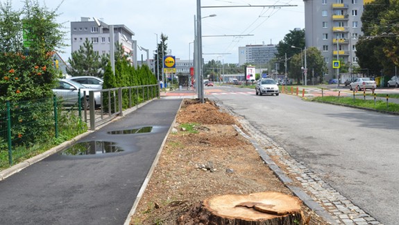 Proti výrubu na Trenčianskej sa Ružinov mohol odvolať, no starosta to neurobil