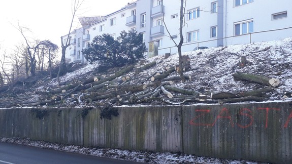 FOTO a VIDEO Smutný pohľad: Výrub na Drotárskej už pilčíci takmer dokončili, lesík je nenávratne preč