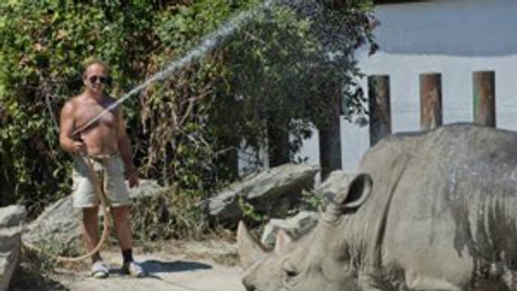 Zvieratá v ZOO v horúčavách osprchujú a donesú im zmrzlinu