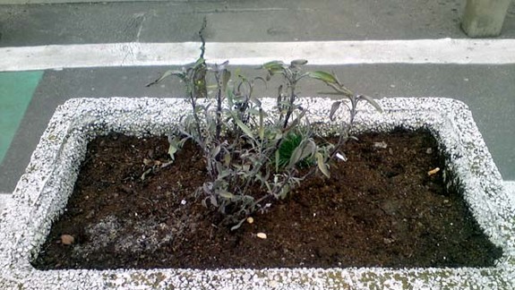 Mestskí úradníci dali vysadiť kvety, ktoré sa však nemusia dožiť jari