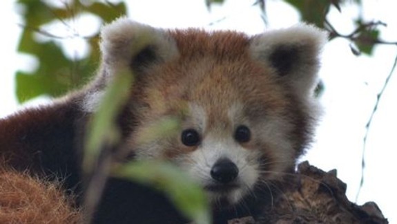 Mláďa pandy červenej sa bude volať Aiko