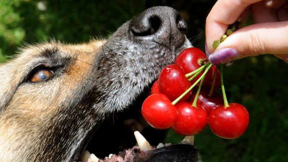Hygienici chcú povoliť zvieratám vstup do reštaurácií