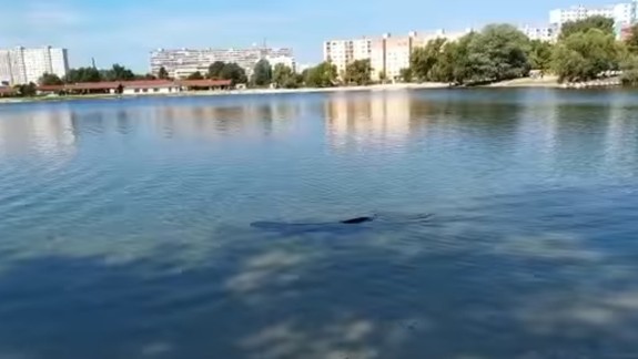 VIDEO: Uff, tak z toho ide až strach. Pozrite si obrovského sumca plávajúceho v Draždiaku