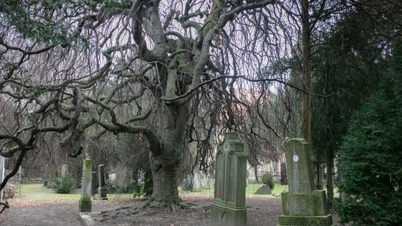 Zapojíte sa? Staré Mesto chce náučnou hrou predstaviť najkrajšie stromy v mestskej časti