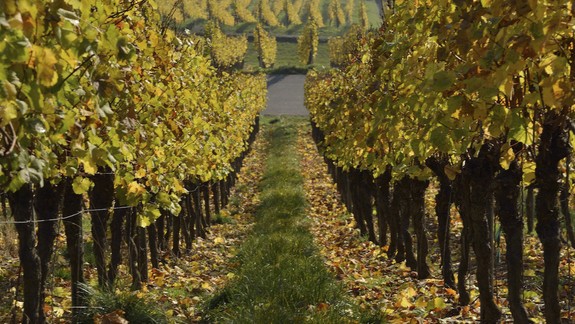 Mesto plánuje sériu opatrení na záchranu a podporu rozvoja vinohradov