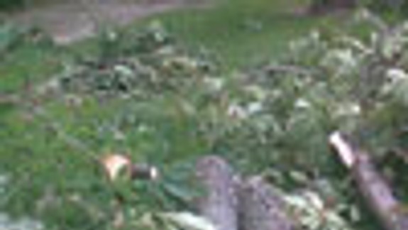 Začína sa posledná etapa orezávania stromov