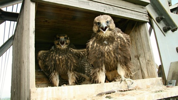 Kam pôjdu peniaze z petržalského rozpočtu? Rekonštrukcia bytovky aj búdky pre sokolov