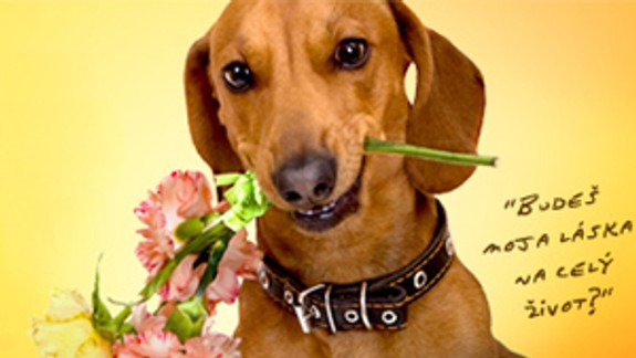 Psy a mačky z útulku majú šancu získať nových majiteľov
