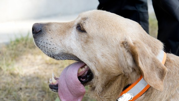 Dôchodcovia v Petržalke zaplatia na dani za psa menej