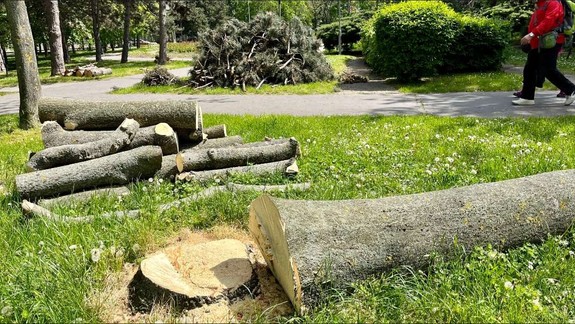 S výrubom drevín na Račianskom mýte sa už začalo: Ako sa zmení obľúbený park?