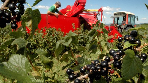 Viete, aké zdraviu prospešné sú obyčajné ríbezle?